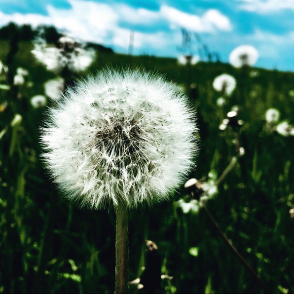 Meet your Posher, Abbie - Picture 1 of 1